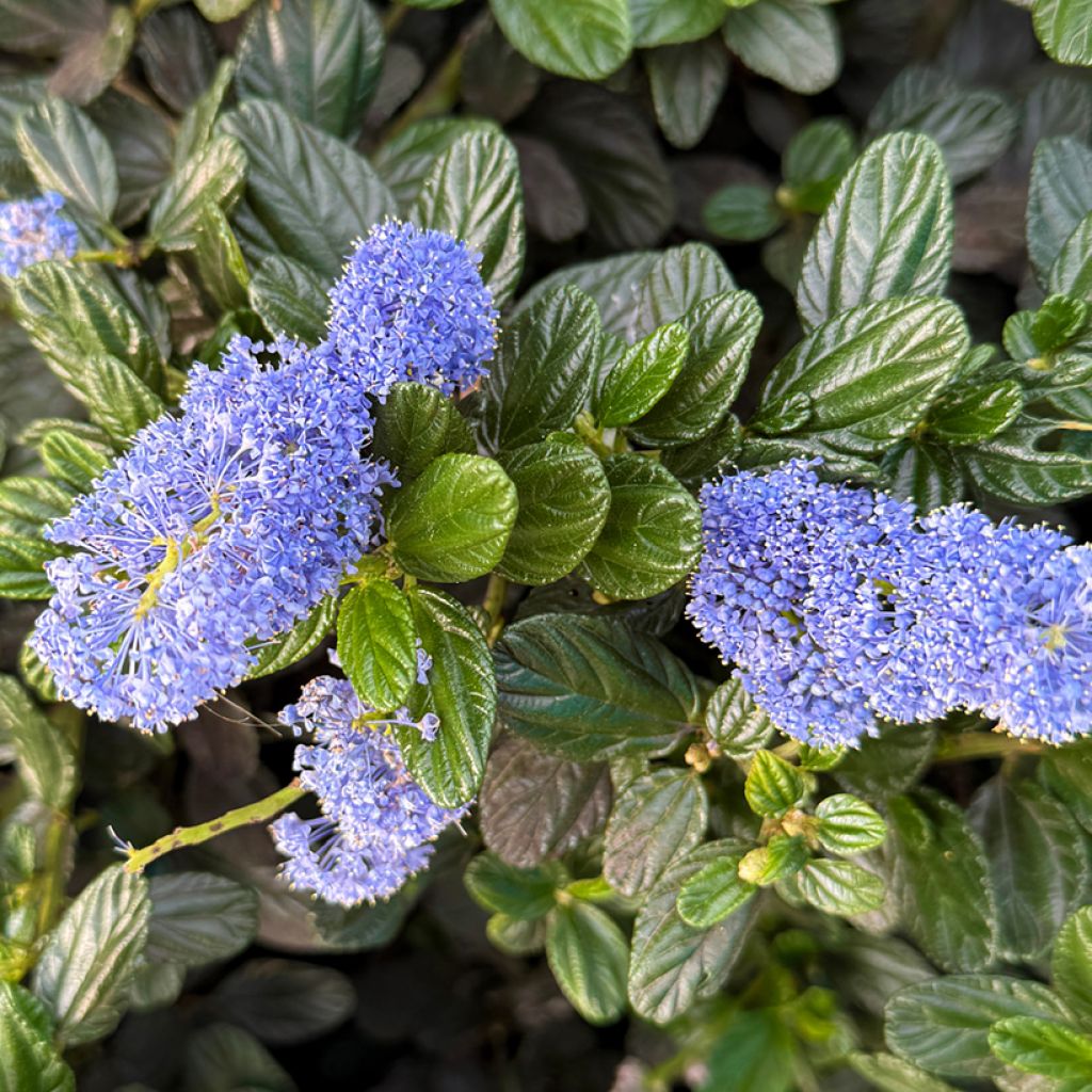 Sinipensas Victoria