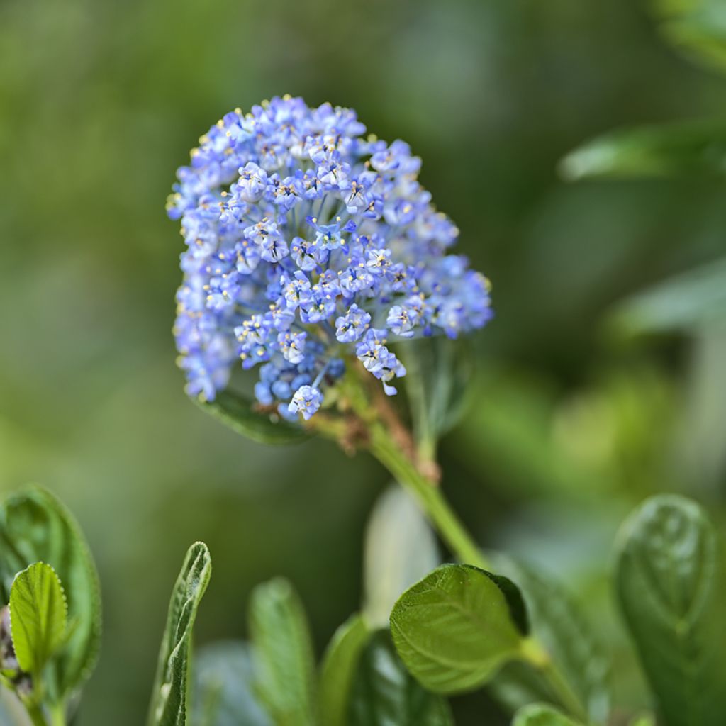 Sinipensas Victoria