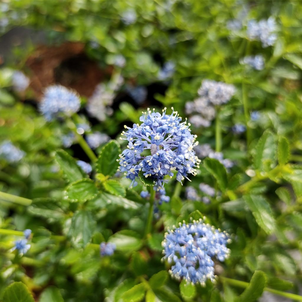 Sinipensas Blue Mound