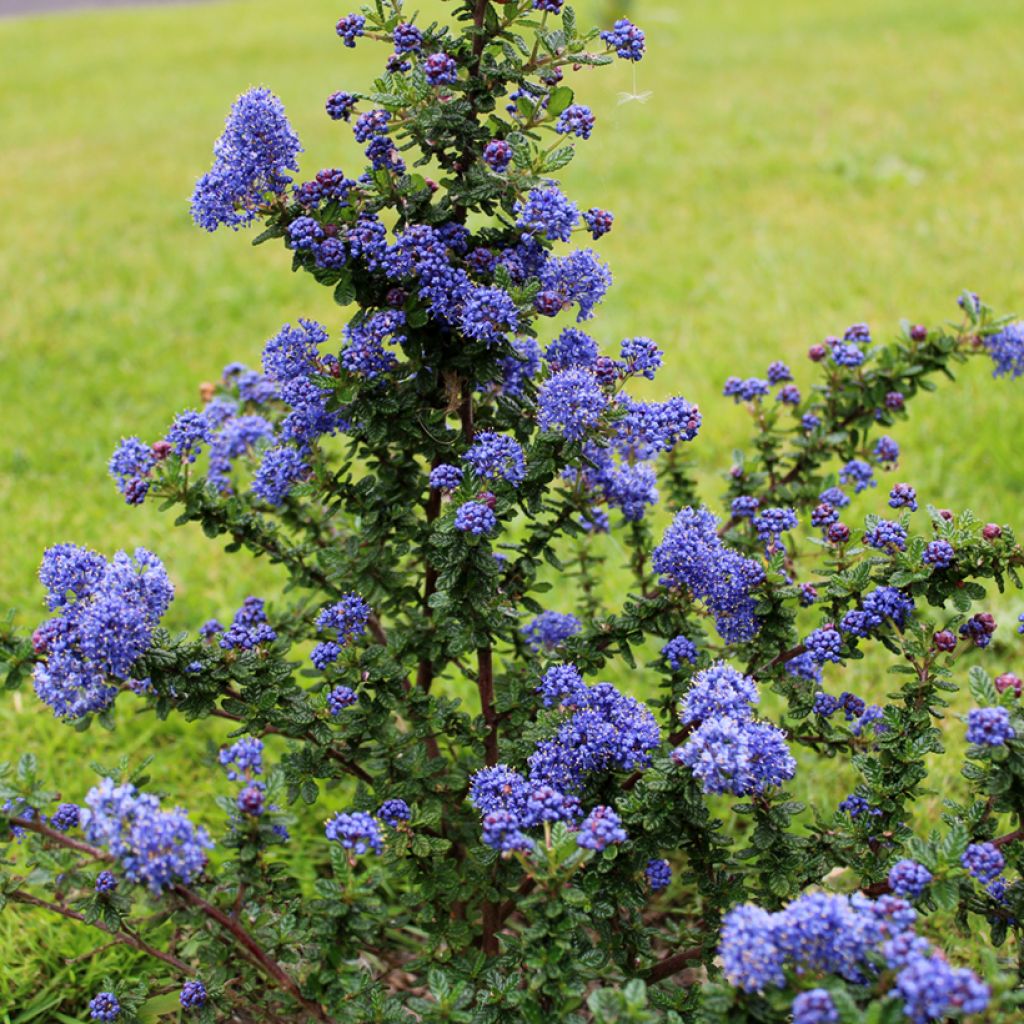 Sinipensas Dark Star