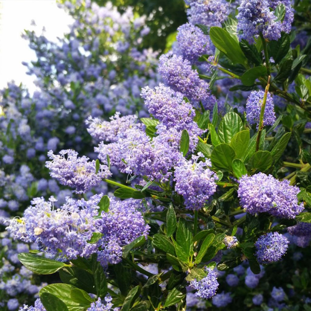 Sinipensas Victoria