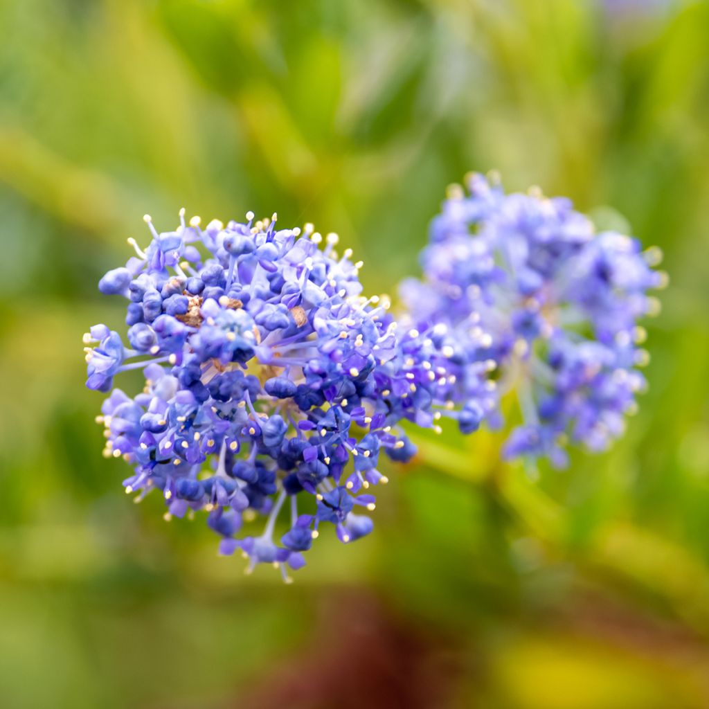 Sinipensas Victoria