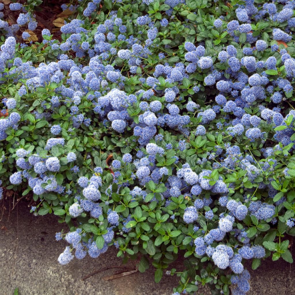 Sinipensas Repens