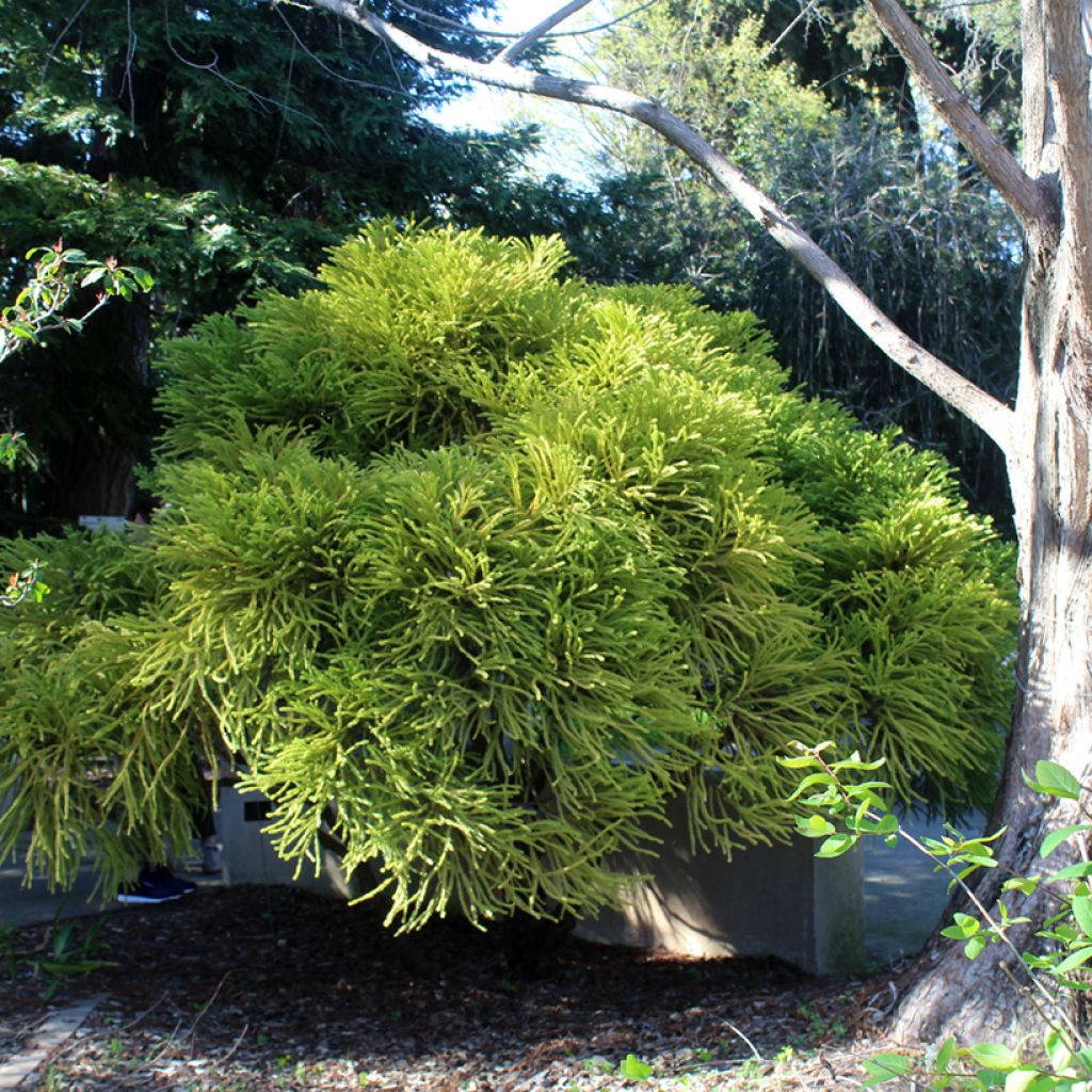Sugi Globosa Nana