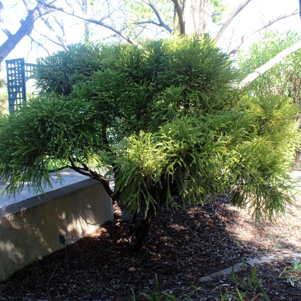 Sugi Globosa Nana