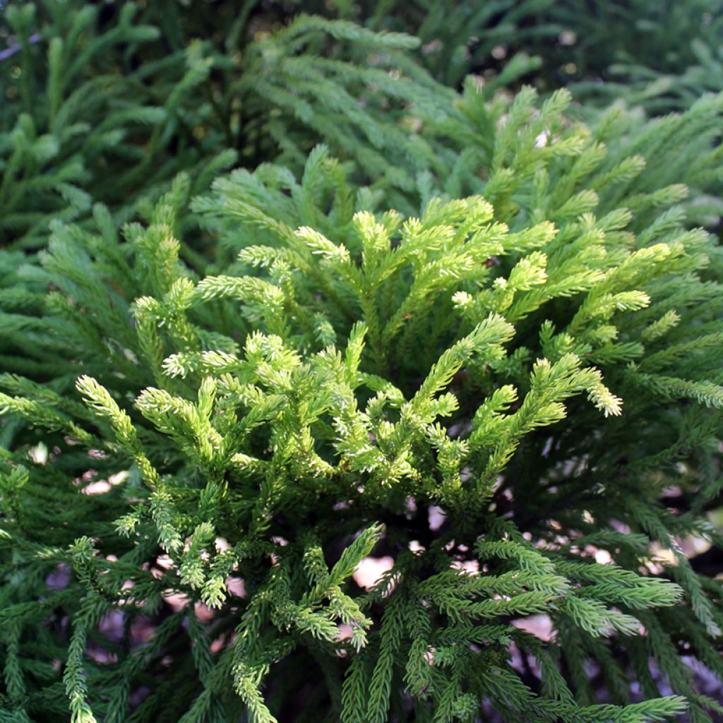 Sugi Globosa Nana