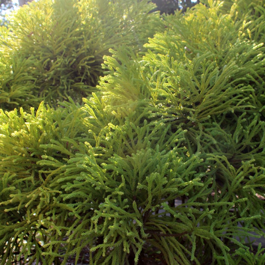Sugi Globosa Nana