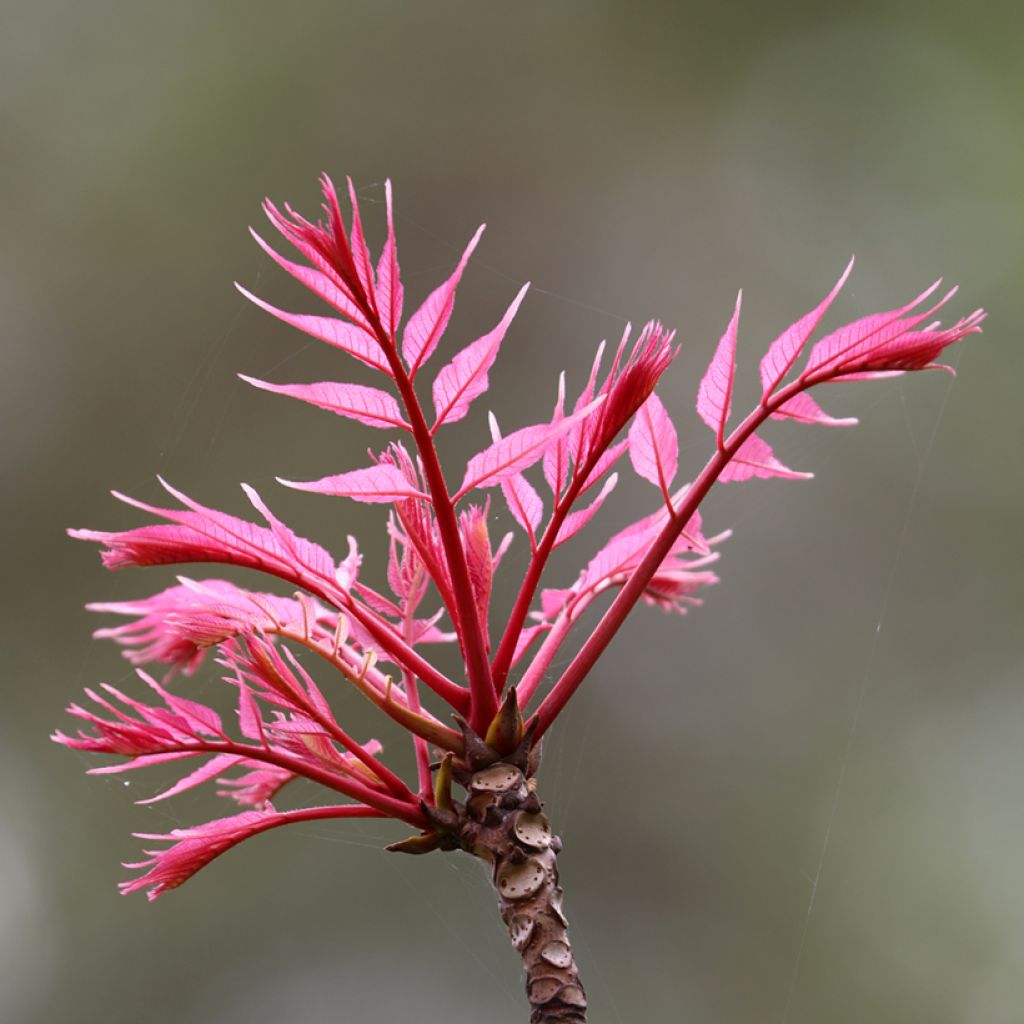 Toona sinensis Flamingo