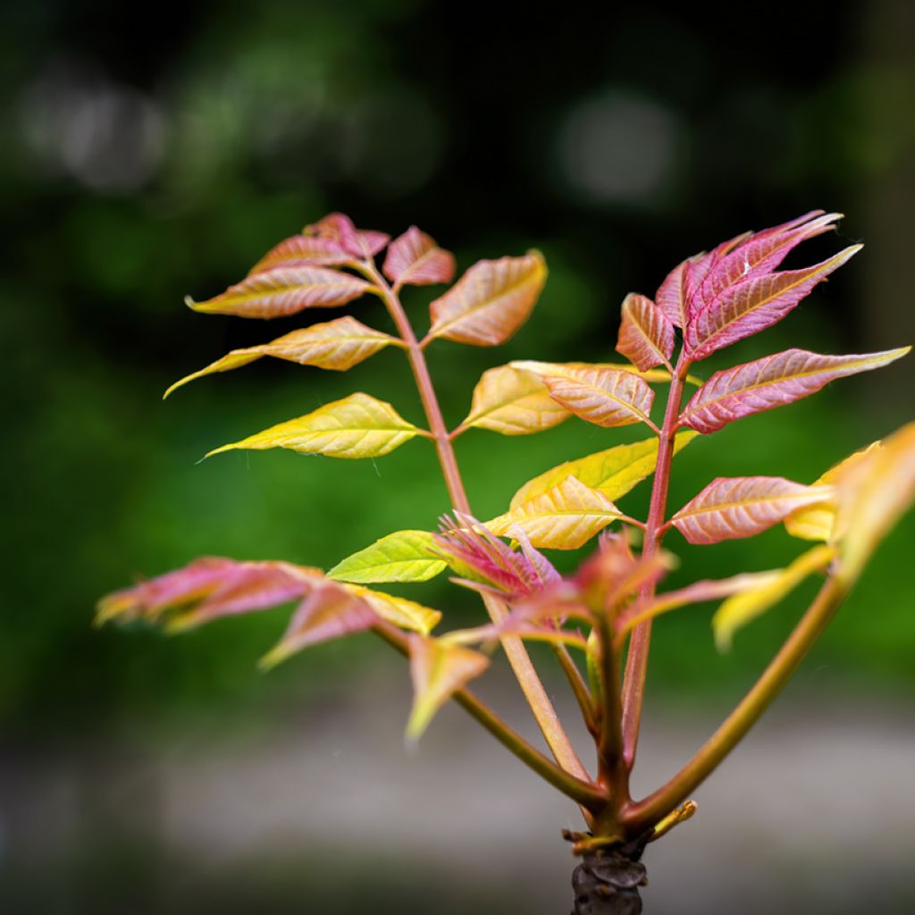 Toona sinensis Flamingo