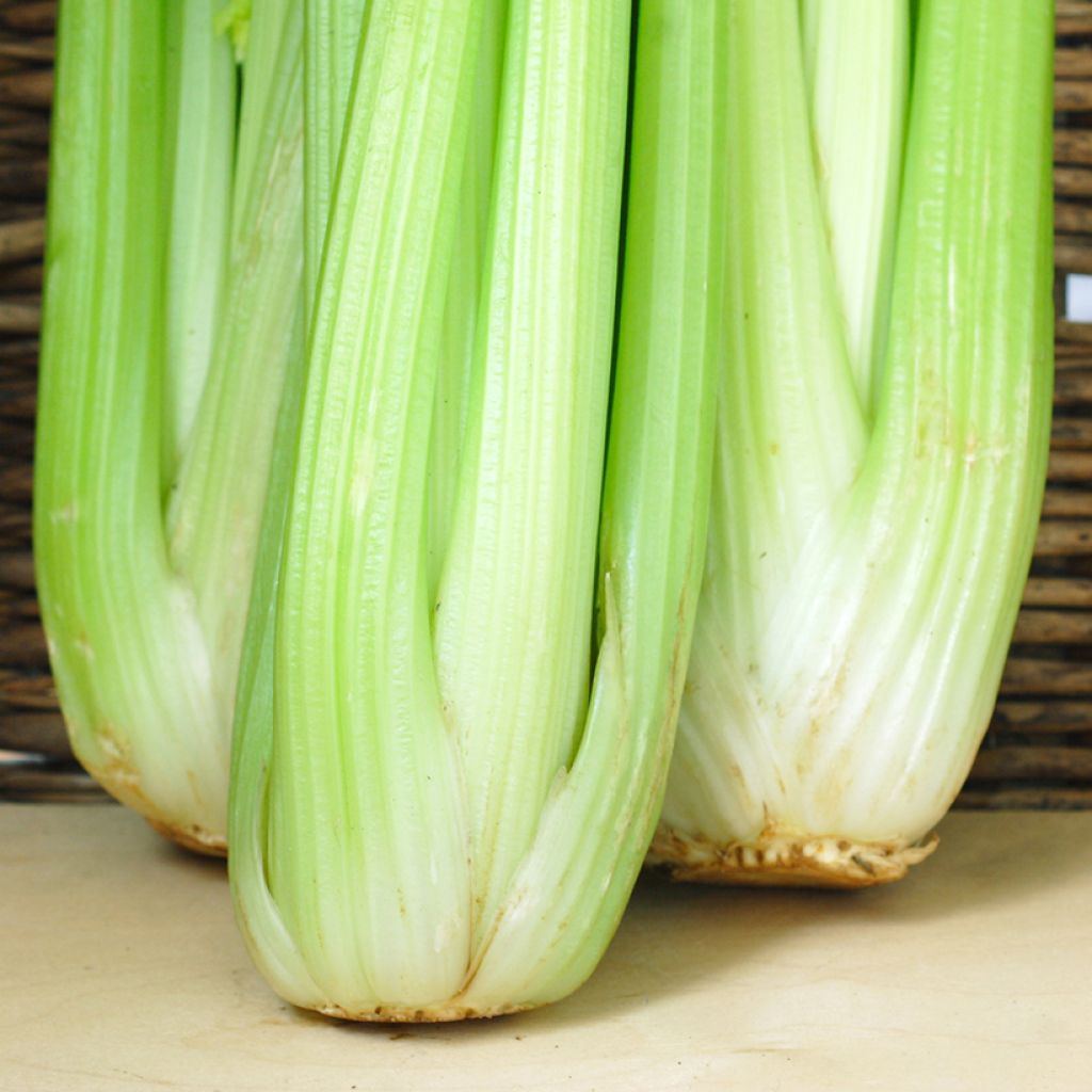 Ruotiselleri Lathom Self Blanching