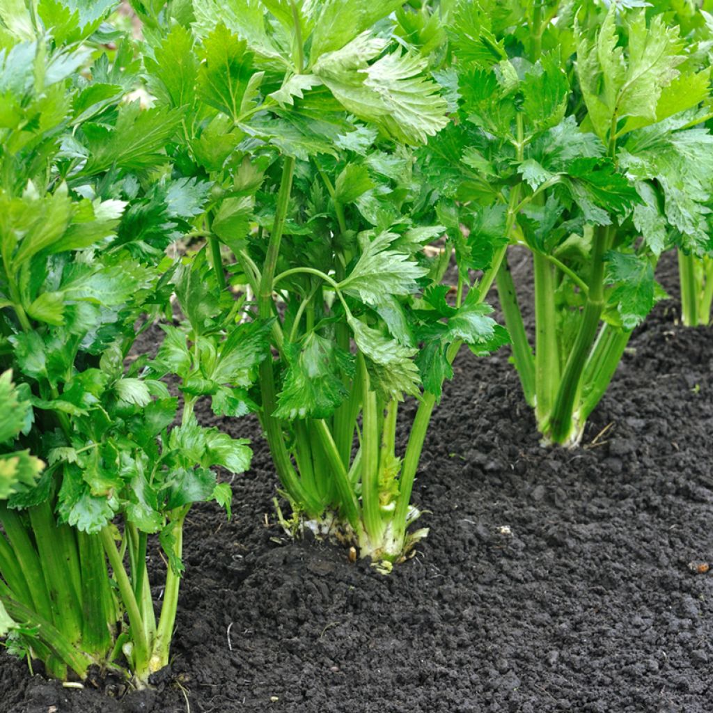 Ruotiselleri Golden Self Blanching 2