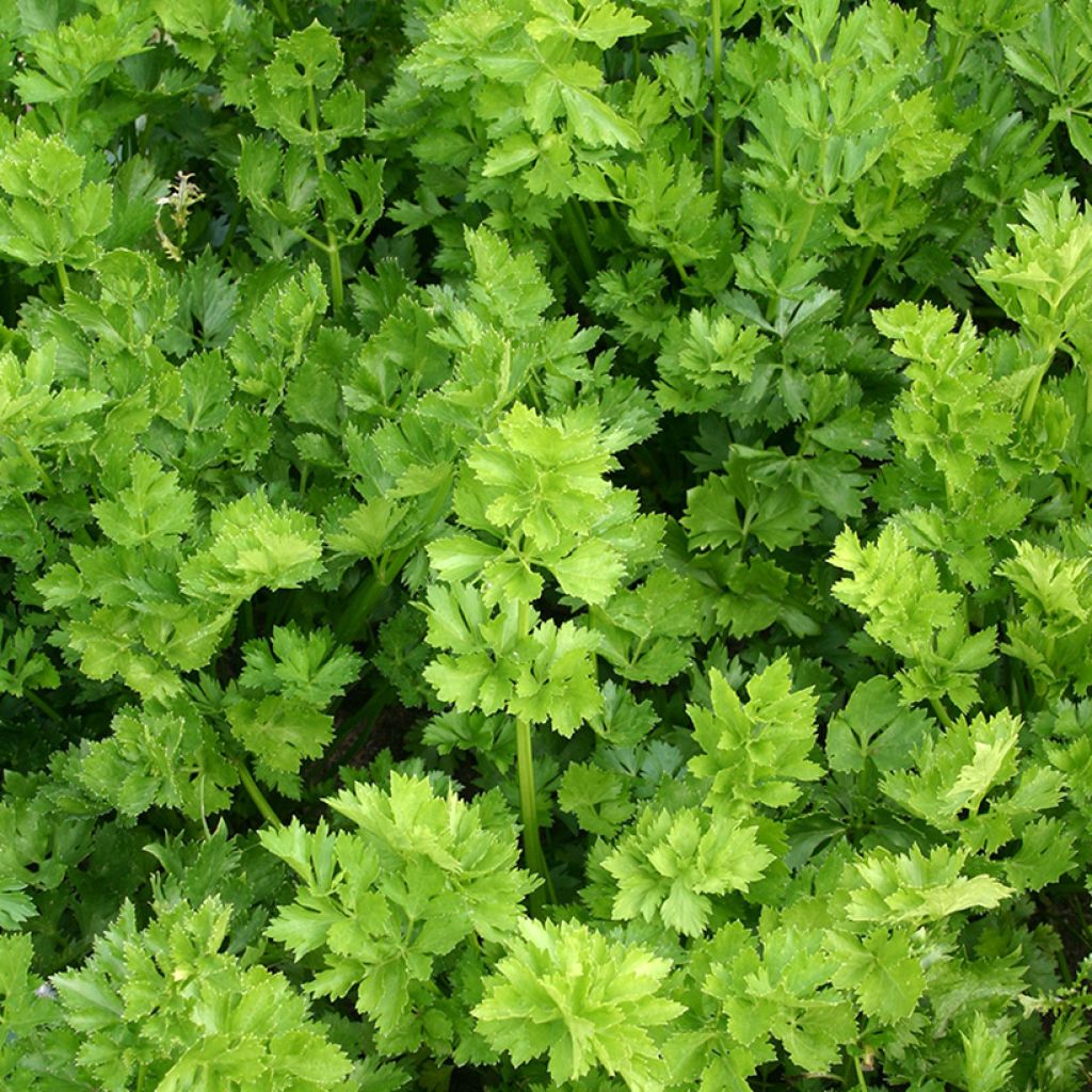 Yrttiselleri luomu - Apium graveolens var. secalinum