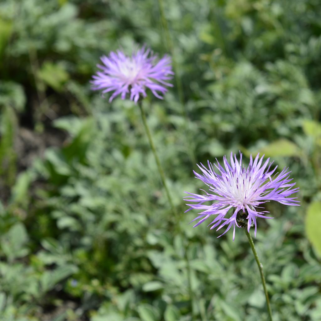 Mielikaunokki - Centaurea bella