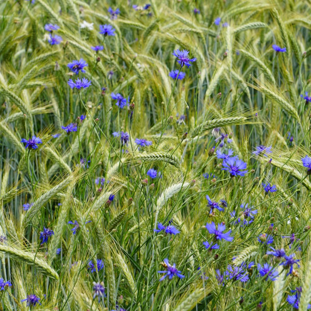 Ruiskaunokki (siemenet) - Centaurea cyanus