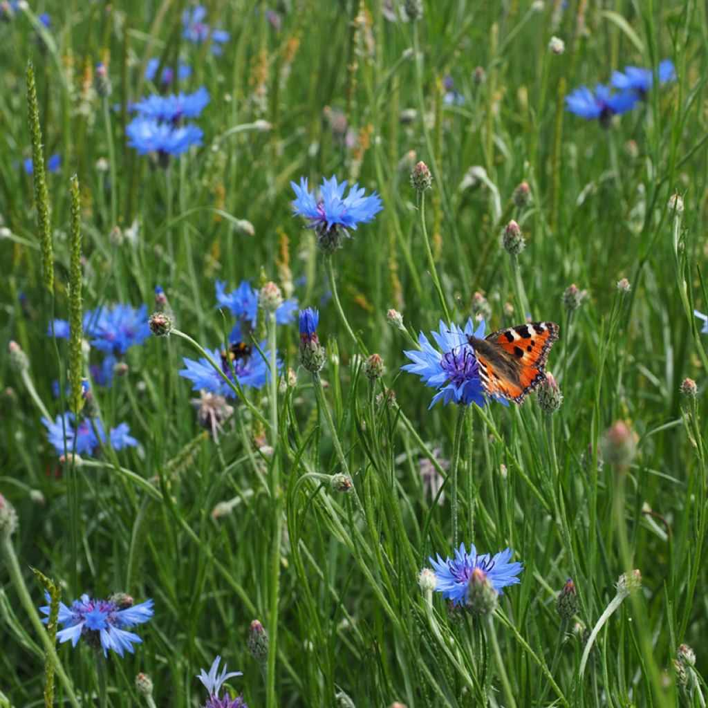 Ruiskaunokki (siemenet) - Centaurea cyanus
