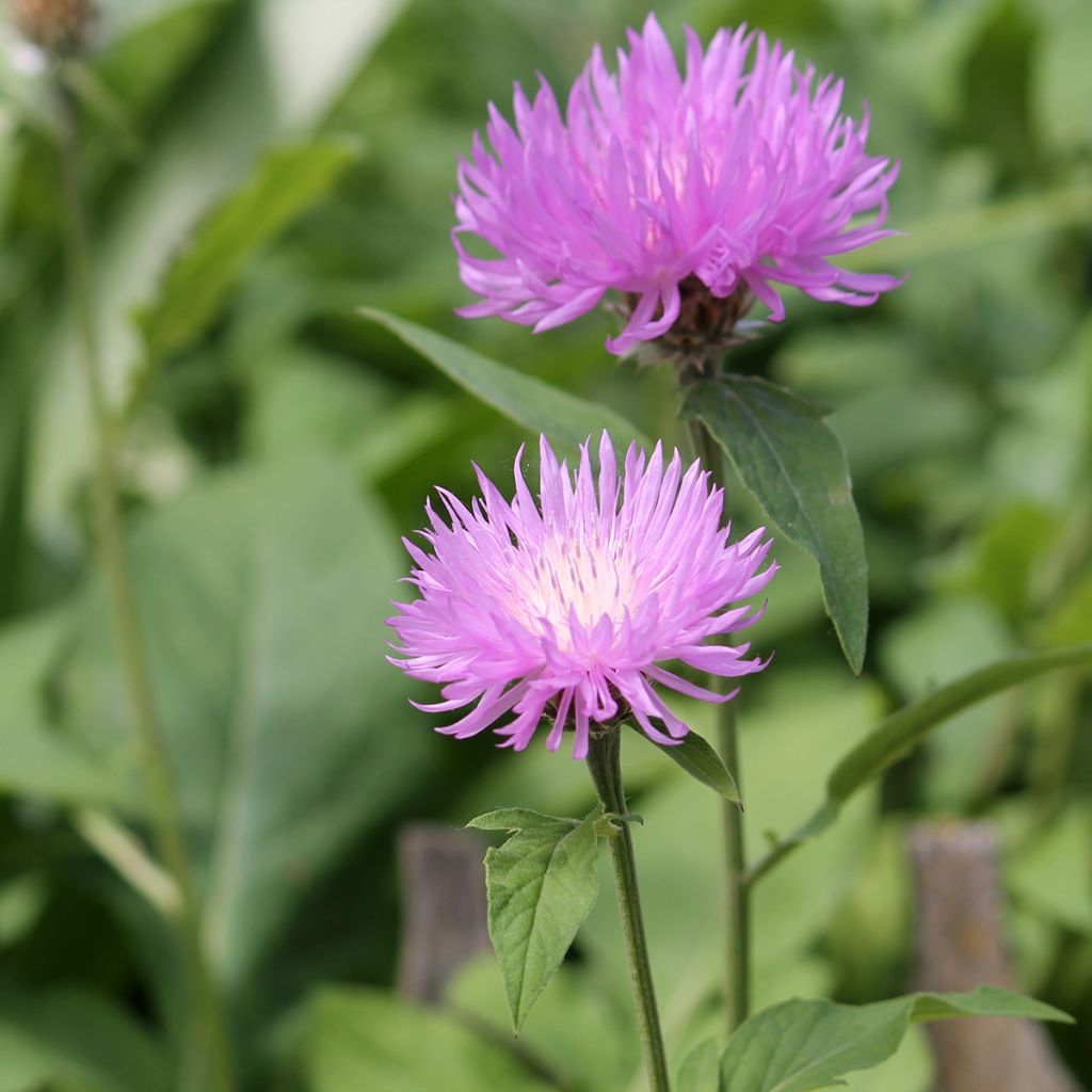 Huopakaunokki - Centaurea dealbata