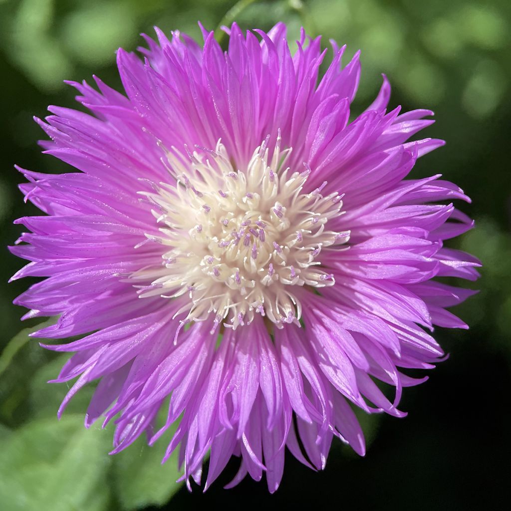 Huopakaunokki - Centaurea dealbata