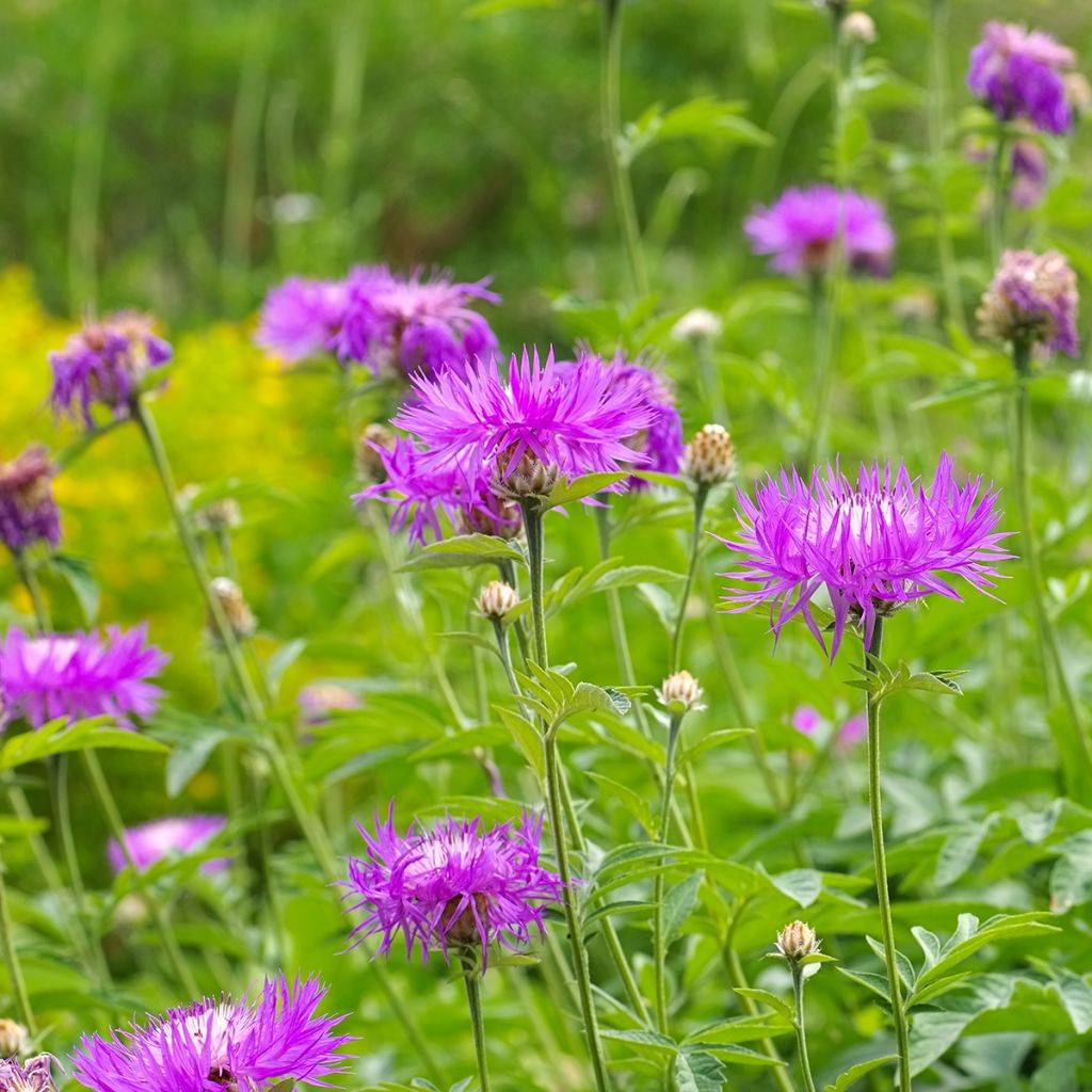 Huopakaunokki - Centaurea dealbata