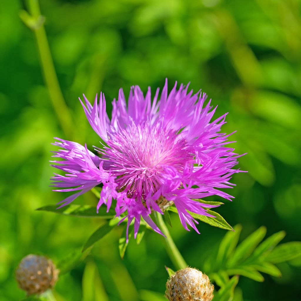 Huopakaunokki - Centaurea dealbata