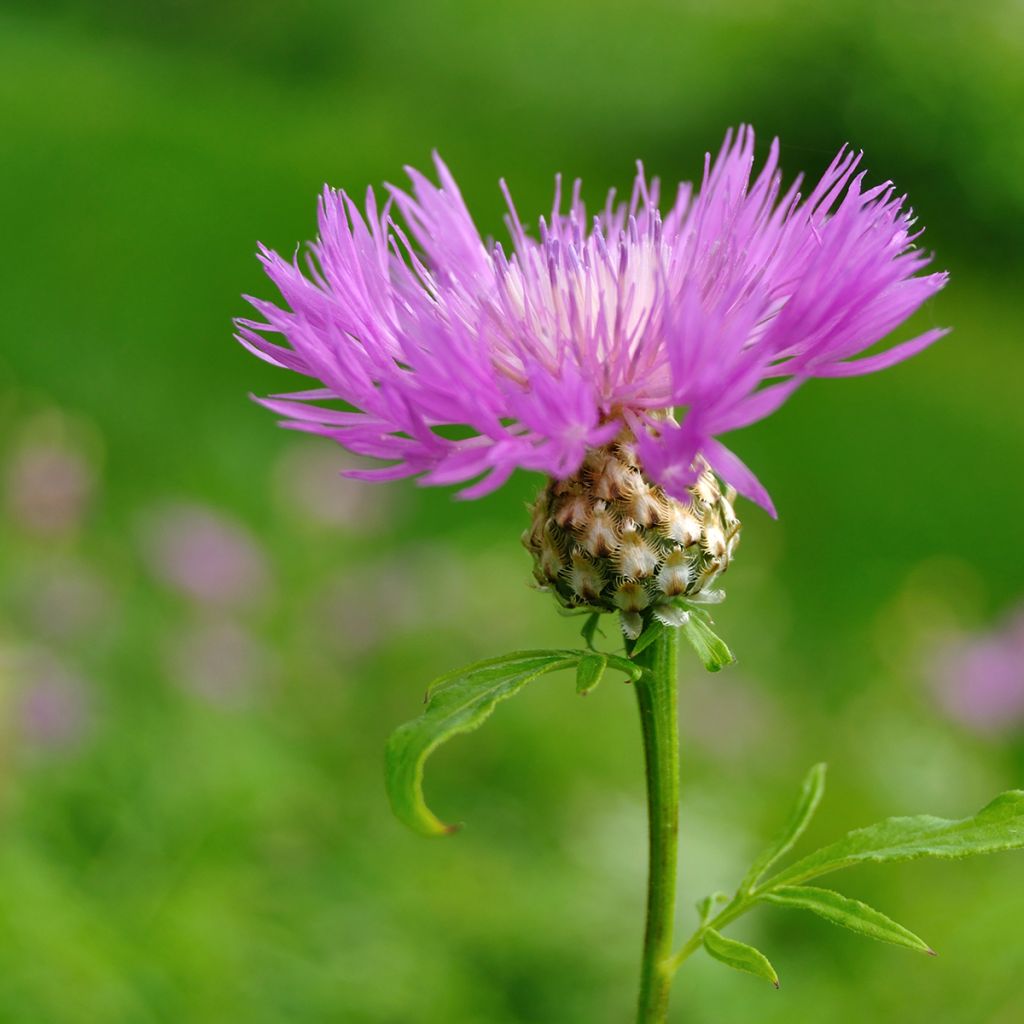 Huopakaunokki - Centaurea dealbata