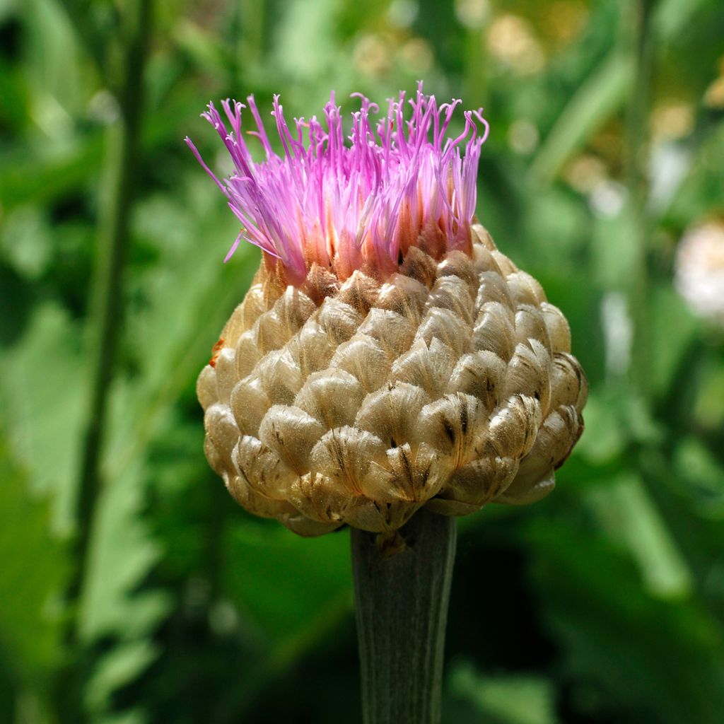 Huopakaunokki - Centaurea dealbata