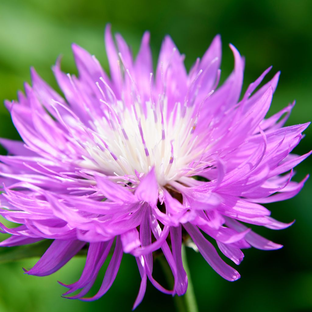 Huopakaunokki - Centaurea dealbata