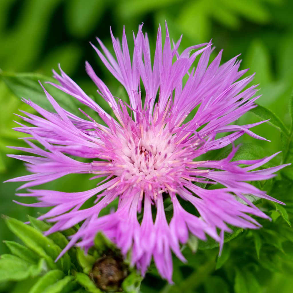 Huopakaunokki - Centaurea dealbata