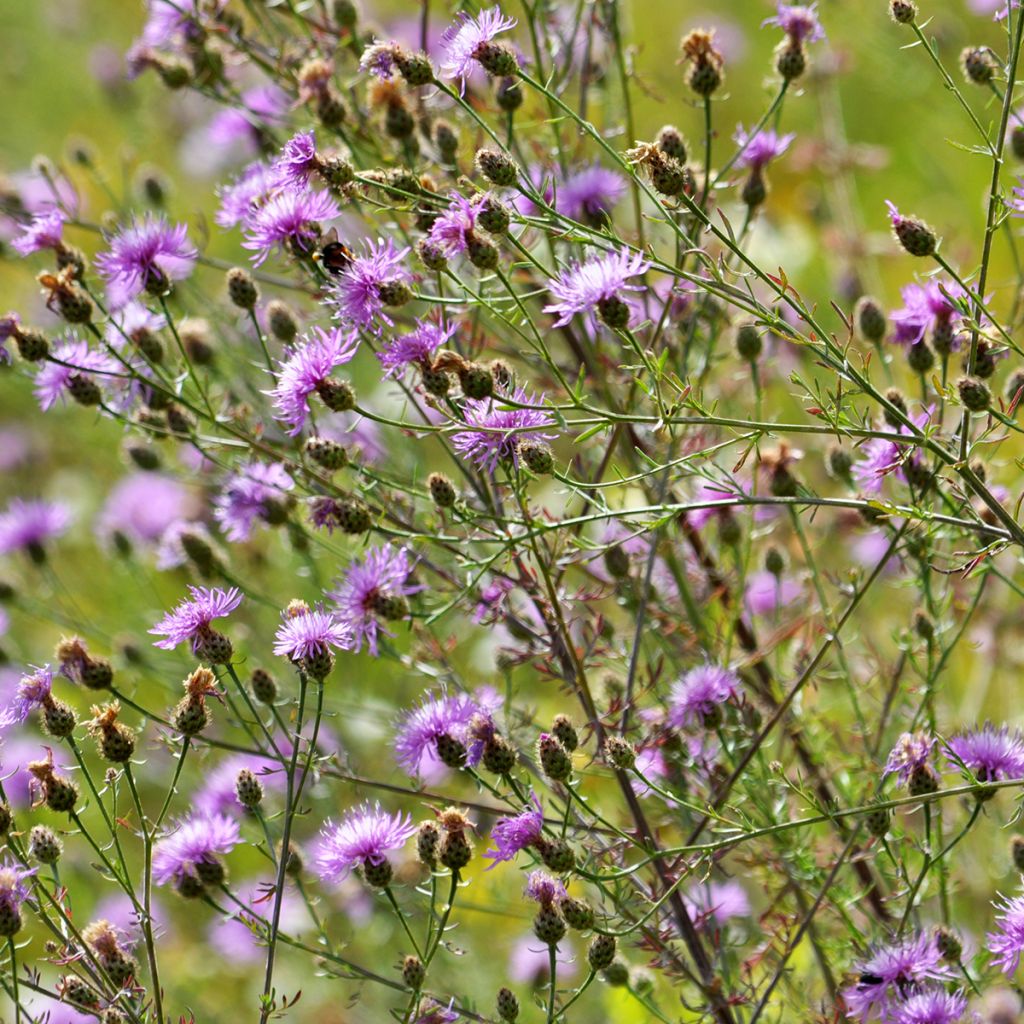 Ahdekaunokki - Centaurea jacea
