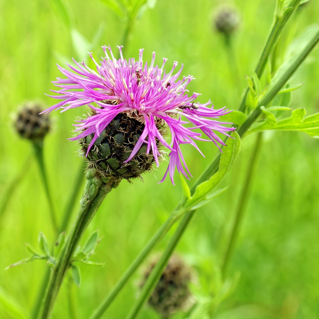 Ahdekaunokki - Centaurea jacea