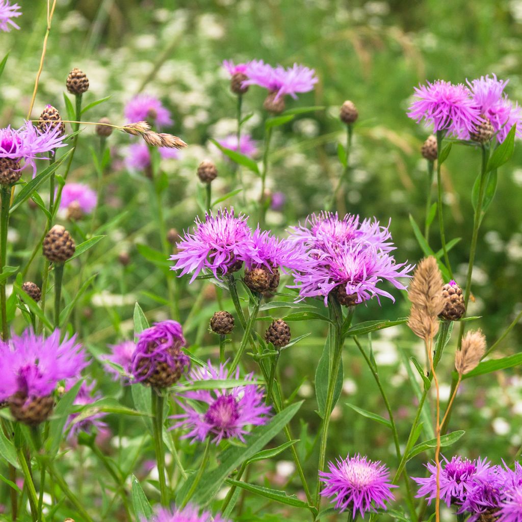 Ahdekaunokki - Centaurea jacea