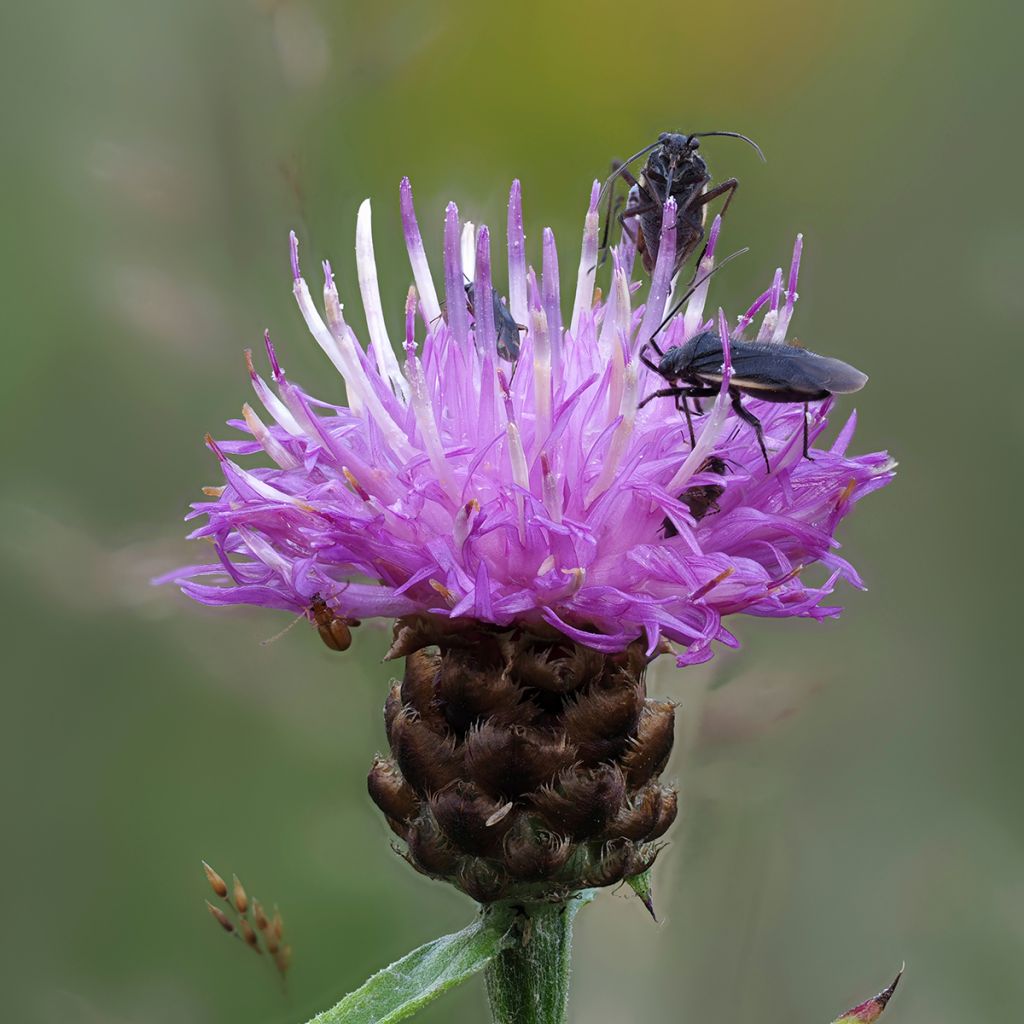 Ahdekaunokki - Centaurea jacea