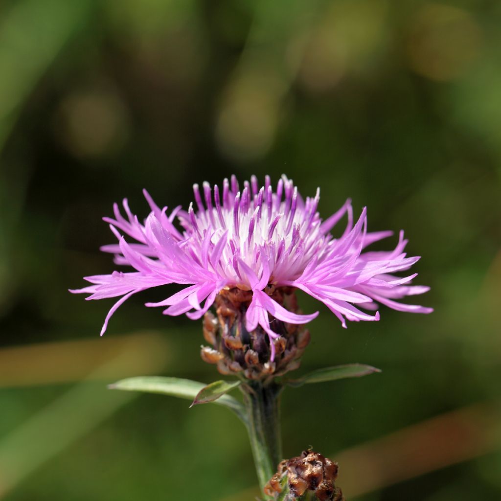 Ahdekaunokki - Centaurea jacea