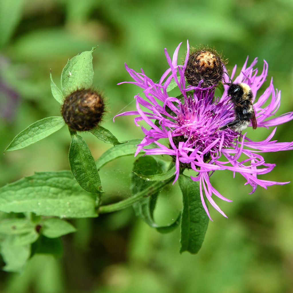 Ahdekaunokki - Centaurea jacea