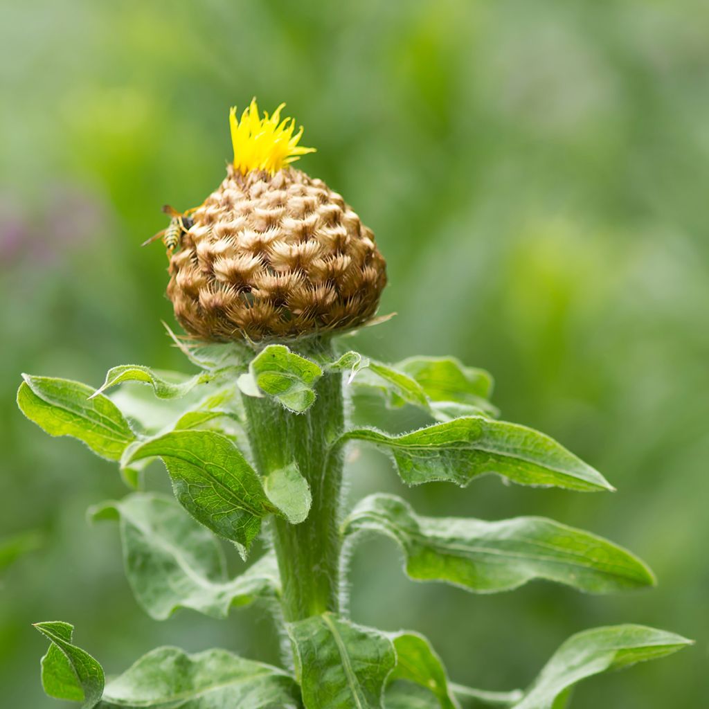 Keltakaunokki - Centaurea macrocephala