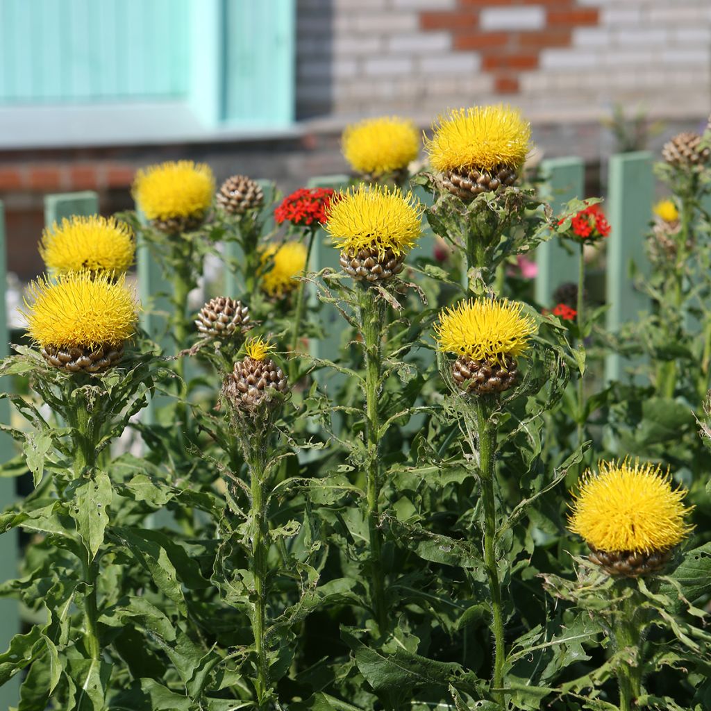 Keltakaunokki - Centaurea macrocephala
