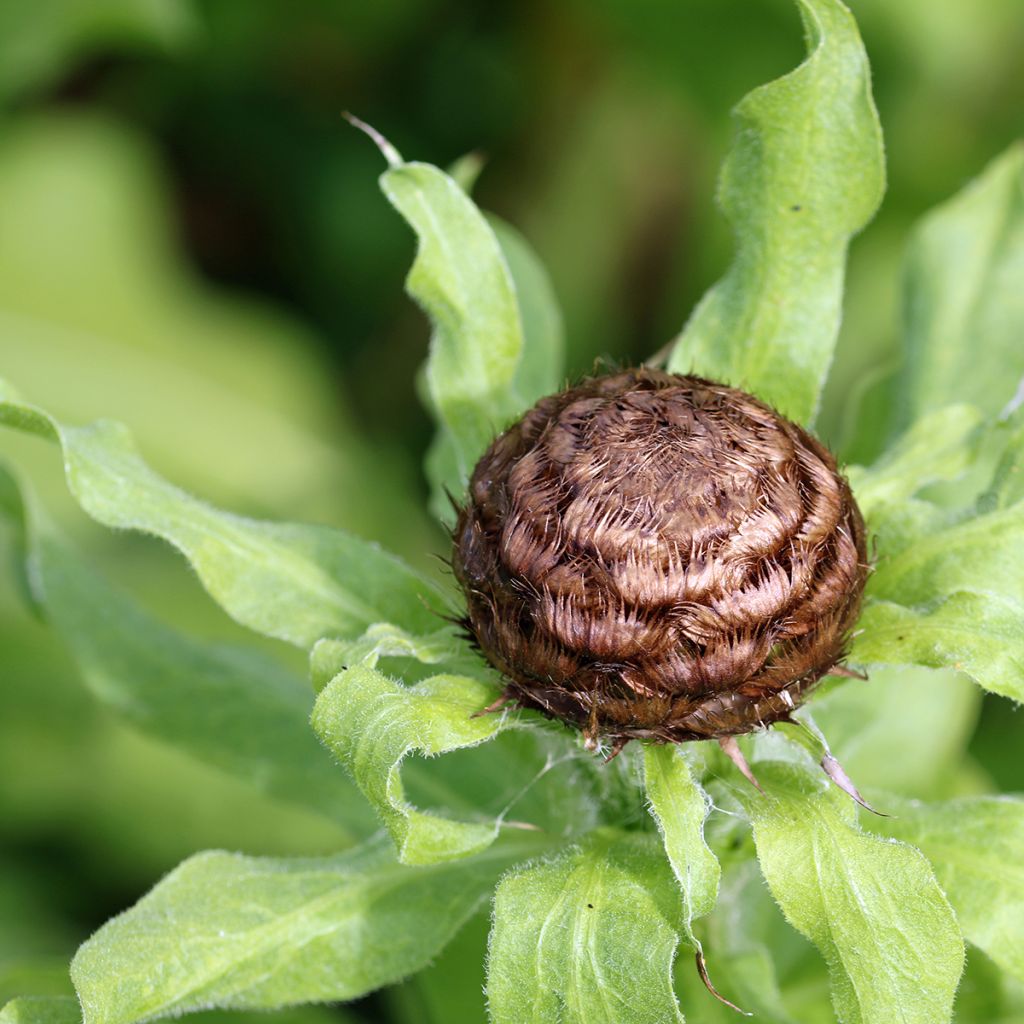 Keltakaunokki - Centaurea macrocephala