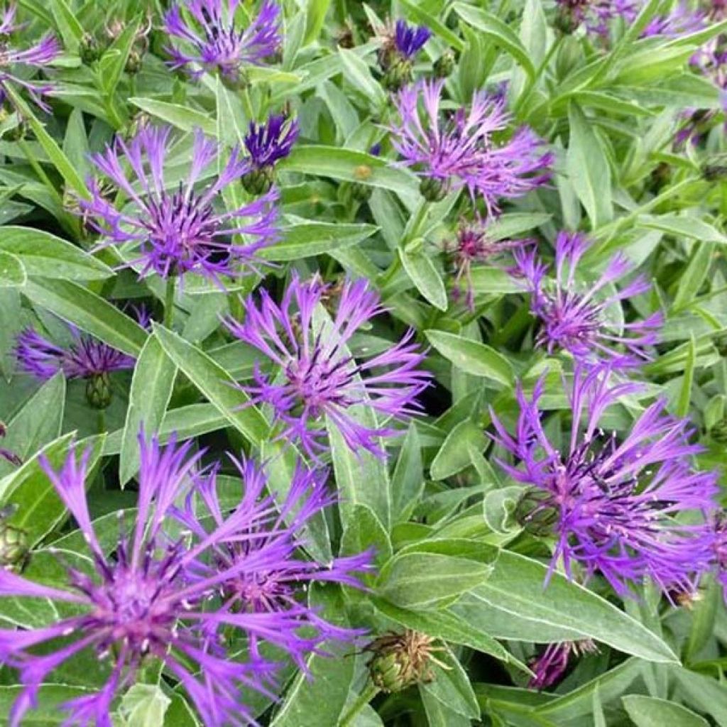Vuorikaunokki Violetta
