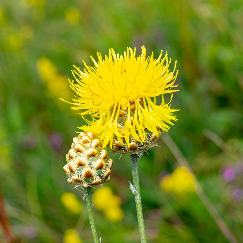 Idänkaunokki - Centaurea orientalis