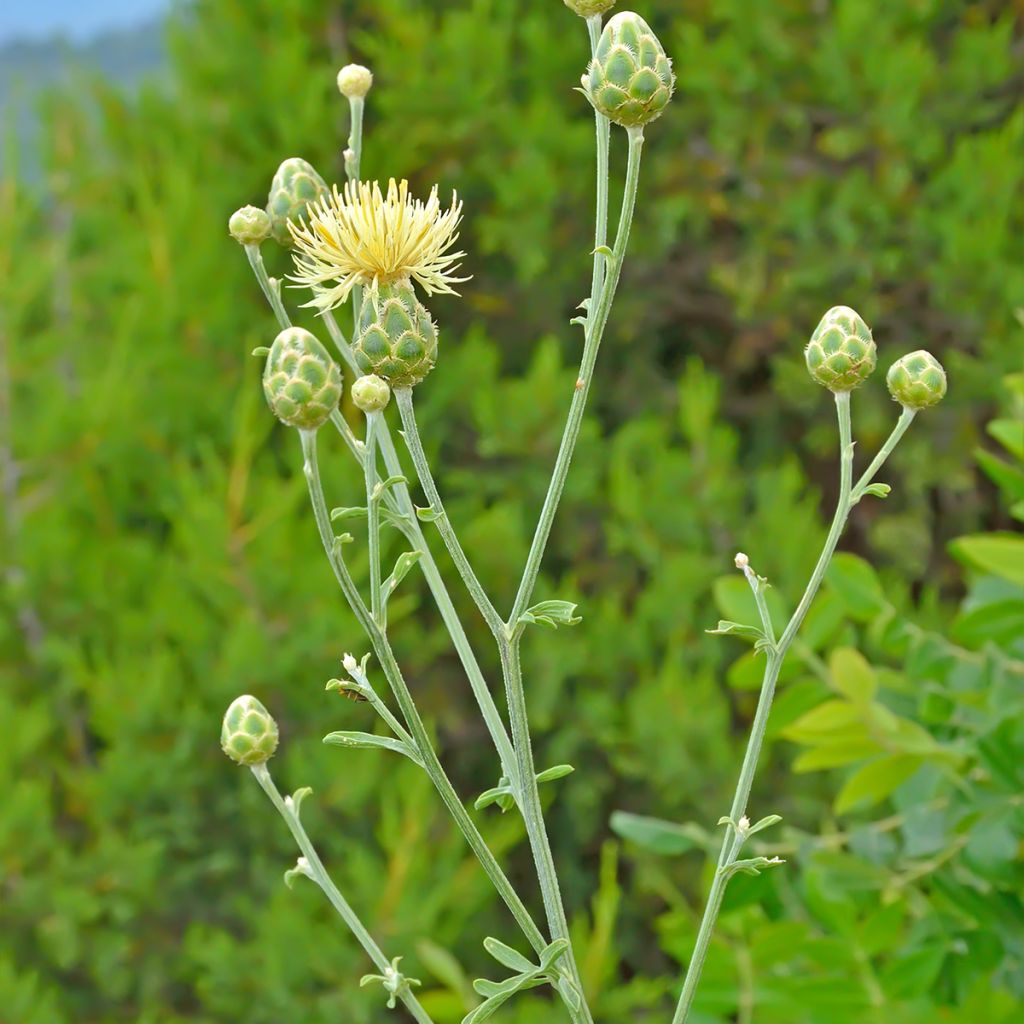 Idänkaunokki - Centaurea orientalis