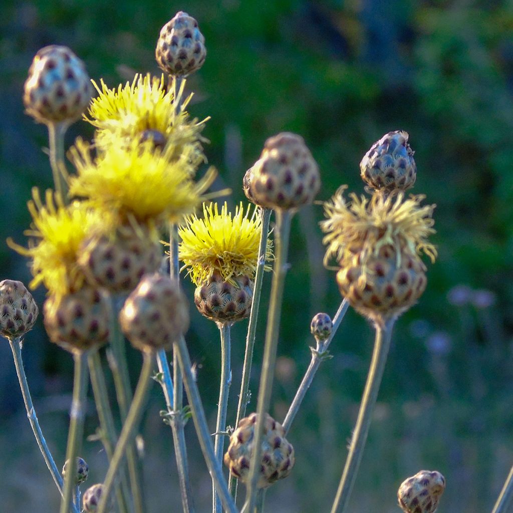 Idänkaunokki - Centaurea orientalis