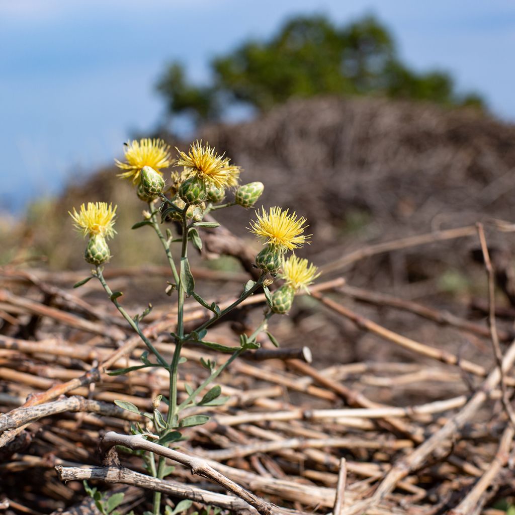 Idänkaunokki - Centaurea orientalis