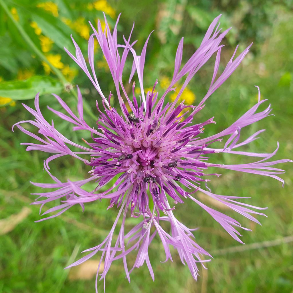 Ketokaunokki (siemenet) - Centaurea scabiosa