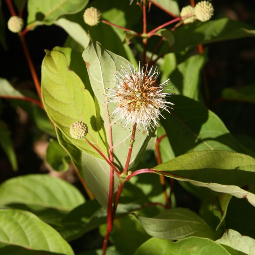 Nappipensas - Cephalanthus occidentalis