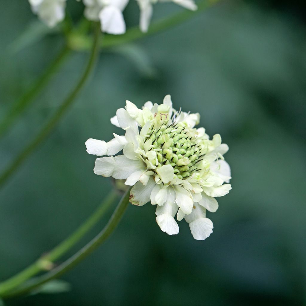 Alppikirahvinkukka - Cephalaria alpina