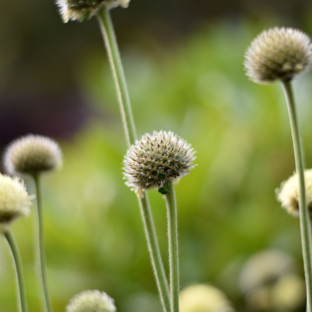 Alppikirahvinkukka - Cephalaria alpina