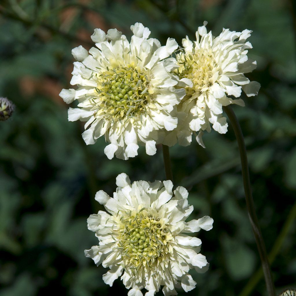 Alppikirahvinkukka - Cephalaria alpina