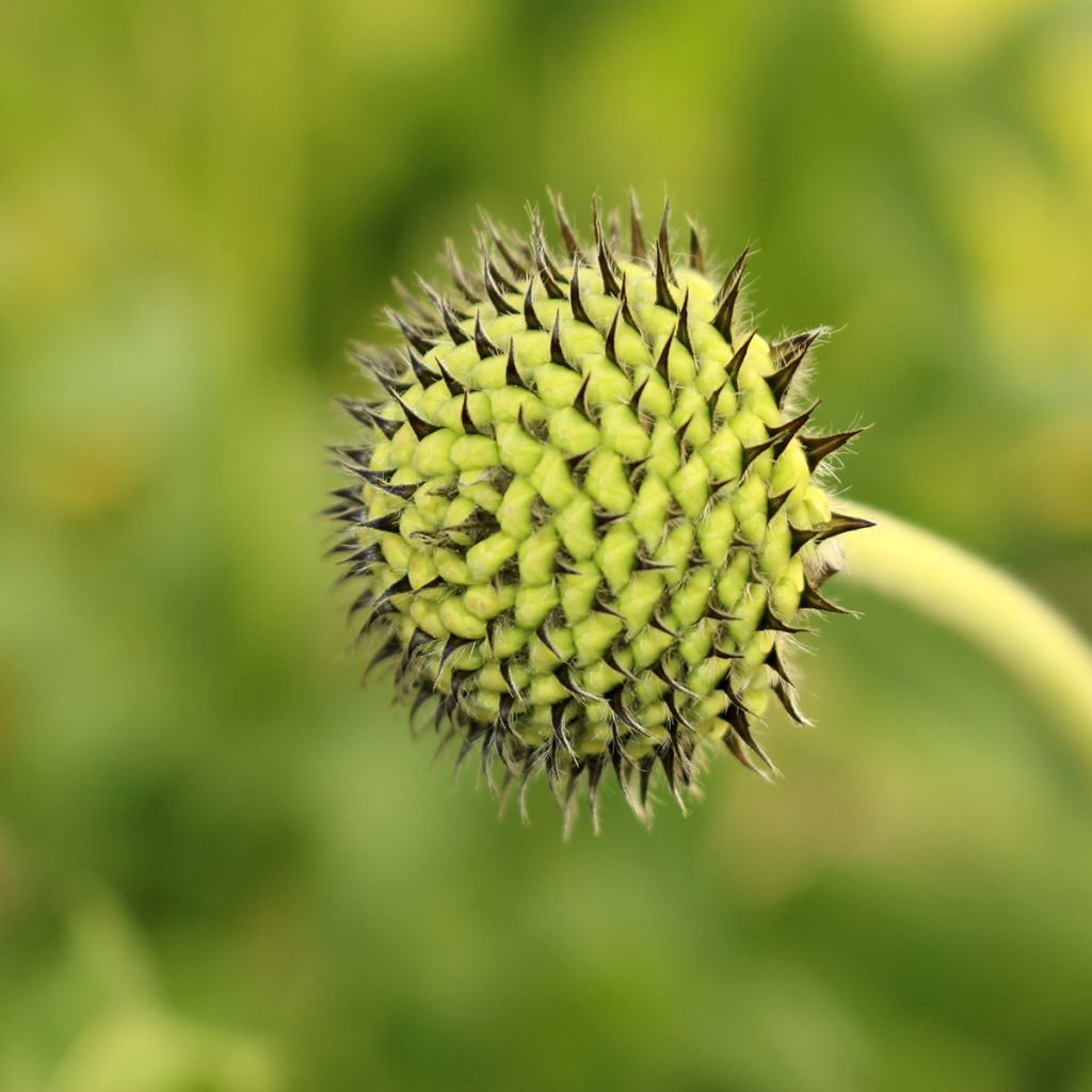 Alppikirahvinkukka - Cephalaria alpina