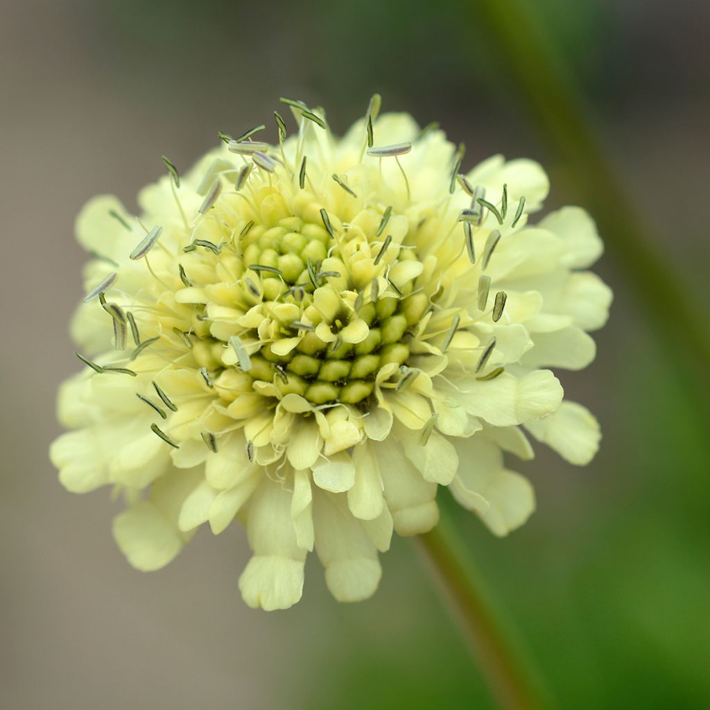 Kaukasiankirahvinkukka - Cephalaria gigantea
