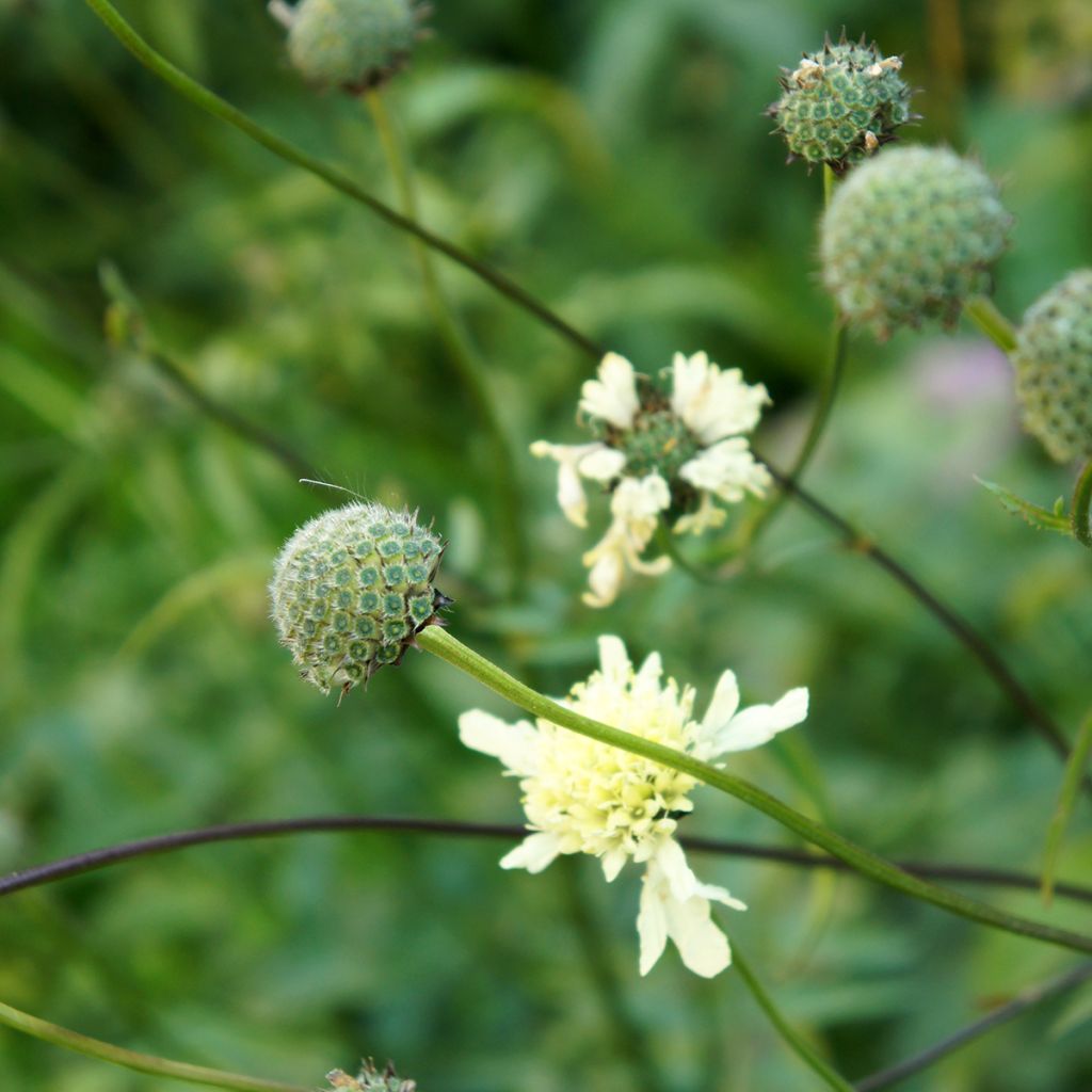 Kaukasiankirahvinkukka - Cephalaria gigantea