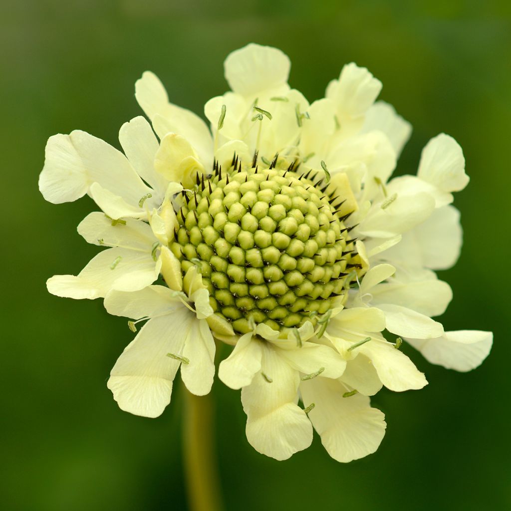 Kaukasiankirahvinkukka - Cephalaria gigantea